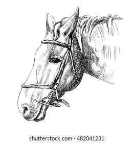 vector sketch of a horse's head. hand drawn illustration