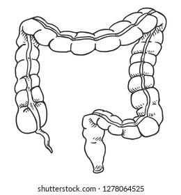 243 Sketch large intestine Images, Stock Photos & Vectors | Shutterstock