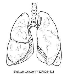 Human Anatomy Lungs Sketch Engraving Style Stock Vector (Royalty Free ...