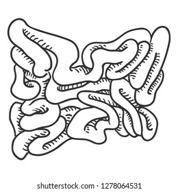 Vector Sketch Human Small Intestine . Anatomical Organ Illustration.