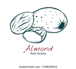 Vector sketch illustration of almond, in shell and without. drawing isolated on white. Engraved style. natural business. Vintage, retro  object for menu, label, recipe, product packaging