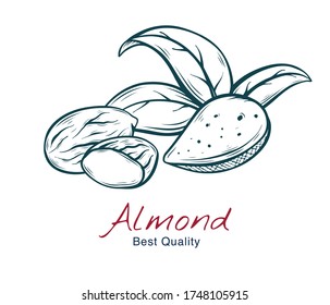 Dibujo vectorial de la almendra, con cáscara y sin ella. dibujo aislado en blanco. Estilo grabado. negocio natural. Vintage, retro objeto para menú, etiqueta, receta, embalaje de productos
