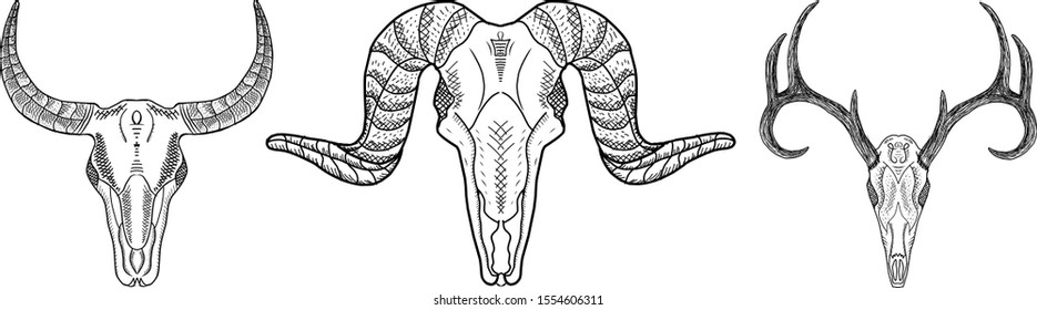 Vector sketch illustration animal skull. Drawing by hand. Use for posters, postcards, print for t-shirt, tattoo.