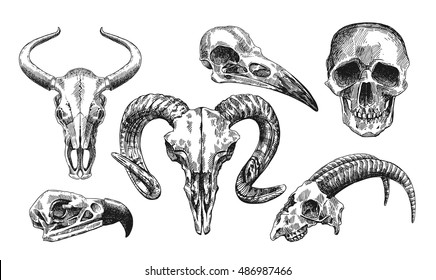 Animal Skull Drawing