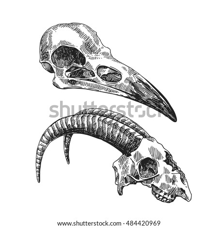 Vector Sketch Illustration Animal Skulls Drawing Stock Vector (Royalty