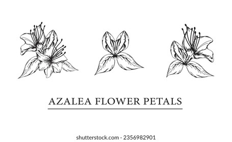 vector sketch illustration of azalea flower petals.