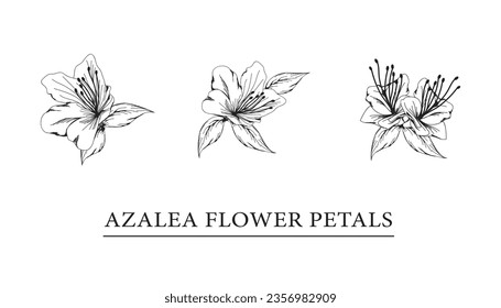 vector sketch illustration of azalea flower petals.