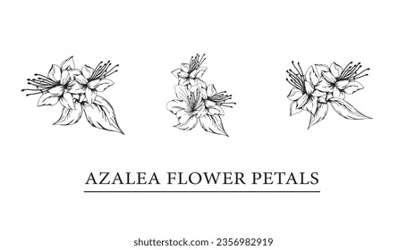 vector sketch illustration of azalea flower petals.