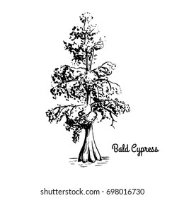 Vector sketch illustration of Bald Cypress. Black silhouette of Swamp cypress isolated on white background. Coniferous state tree of Louisiana. Symbol of southern swamps
