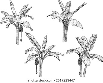 vector sketch illustration of banana tree plant design with wide leaves and hanging fruits