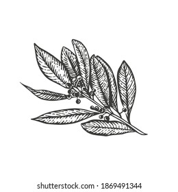 Vektorgrafik von Lorbeerblättern. Handgezogene Küchenherde