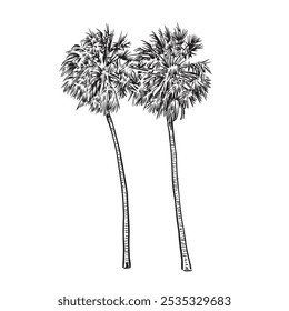 Vector sketch illustration. Black silhouette of Sabal Palmetto. Cabbage Palm drawing. Tropical flora native to USA, Cuba, Bahamas. Official state tree of Florida and South Carolina.

