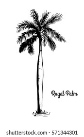 Vector sketch illustration Black silhouette of Royal Palm isolated on white background. Tropical and subtropical flora, native to Florida and Mexico. National tree of Cuba. Roystonea Regia.