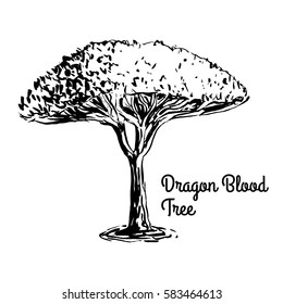 Dragon Blood Trees Images Stock Photos Vectors Shutterstock