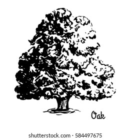 Vector sketch illustration. Black silhouette of Oak isolated on white background.