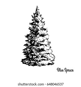 Vector sketch illustration. Black silhouette of Blue Spruce isolated on white background. Drawing of coniferous plant, Colorado and Utah state tree.