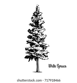 Vector sketch illustration. Black silhouette of White or Black Hills Spruce isolated on white background. Drawing of coniferous plant, South Dakota state symbol, Manitoba provincial tree.