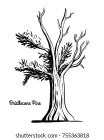 Vector sketch illustration. Black silhouette of Western Bristlecone Pine isolated on white background. Drawing of evergreen coniferous plant, Nevada state tree.