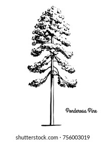 Vector Sketch Illustration. Black Silhouette Of Ponderosa, Bull, Blackjack Pine Isolated On White Background. Drawing Of Evergreen Coniferous Plant Western Yellow-pine, Montana State Tree.