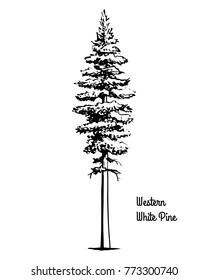 Vector Sketch Illustration. Black Silhouette Of Western White Or Silver Pine, Isolated On White Background. Drawing Of Evergreen Coniferous California Mountain Pine, Idaho State Tree.