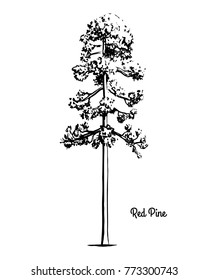 Vector sketch illustration. Black silhouette of Red or Norway pine, isolated on white background. Drawing of evergreen coniferous plant, Minnesota state tree.