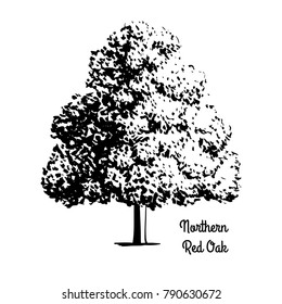 Vector sketch illustration. Black silhouette of Northern Red or Champion Oak isolated on white background. Drawing of Quercus Rubra, New Jersey state tree, Prince Edward Island provincial tree.