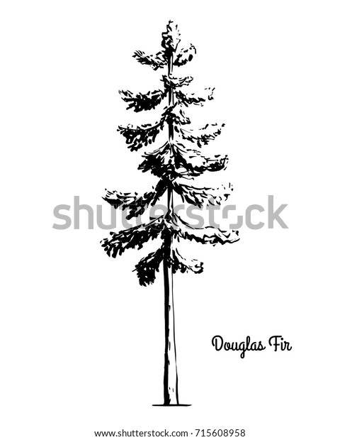 Vector sketch illustration. Black silhouette\
of Douglas Fir isolated on white background. Drawing of evergreen\
coniferous plant, Oregon state\
tree.