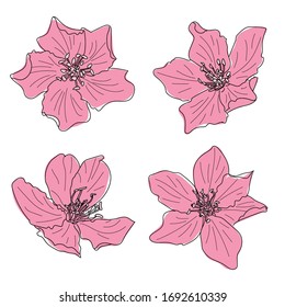 Vector Sketch Illustration of Blooming Quince Flowers Colored Pink