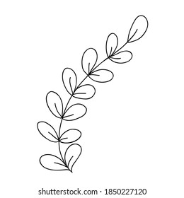 vector sketch illustration. Botanical vector in line art or outline. Hand drawn wedding herb