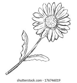 Vector Sketch Illustration - camomile