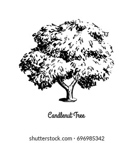 Vector sketch illustration of Candlenut. Black silhouette of Kukui nut tree isolated on white background. Candleberry or Indian walnut, official state tree of Hawaii.