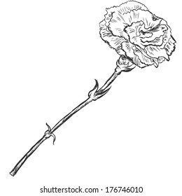 Vector Sketch Illustration - carnation