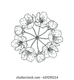 Vector sketch illustration of cherry flower blossom. Handdrawn.