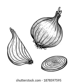 Vector sketch illustration of cut and whole onion drawing isolated on white. Engraved style. Ink. natural business. Vintage, retro object for menu, label, recipe, product packaging