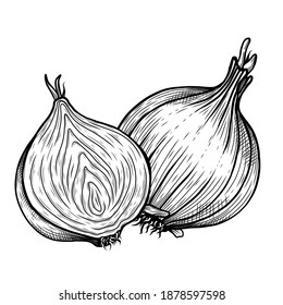 Vector sketch illustration of cut and whole onion drawing isolated on white. Engraved style. Ink. natural business. Vintage, retro object for menu, label, recipe, product packaging