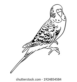 Vector Sketch Illustration Of A Cute Budgie.