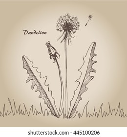 Vector sketch illustration dandelion on isolated background.