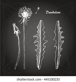 Vector sketch illustration dandelion on isolated background.