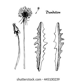 Vector sketch illustration dandelion on isolated background.