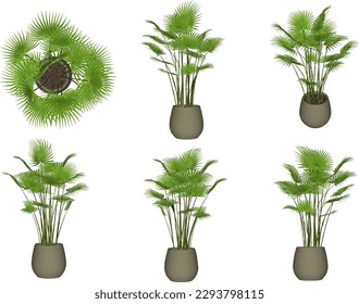 Dibujo vectorial ilustración de la planta decorativa de palma en la olla