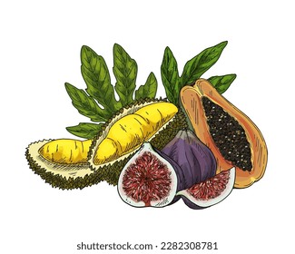 Vector sketch illustration of durian, fig and papaya. Hand drawn fetus of durio and papaw. Clipart with pawpaw. Edible fruit image. Vegan and vegetarian nutrition. Natural and organic vitamin food.