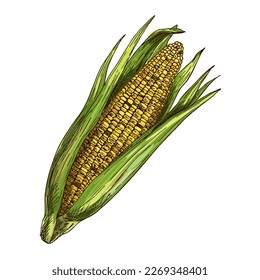 Vector sketch illustration ear of corn or maize