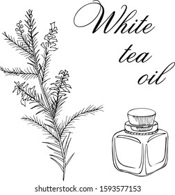 Vector sketch illustration with essential oil of white teaon a white background