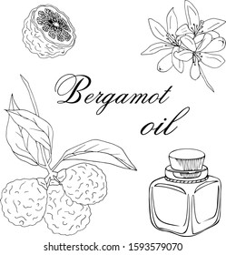 Vector sketch illustration with essential oil of bergamot on a white background