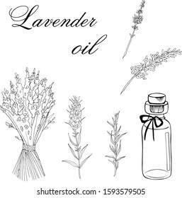 Vector sketch illustration with essential oil of lavender on a white background
