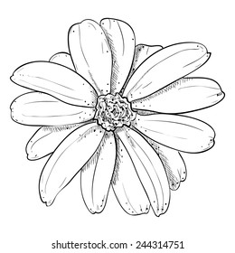 Vector sketch illustration of flower