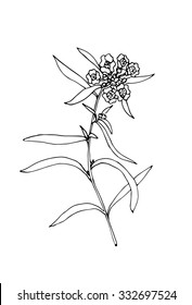Vector sketch illustration of the flower