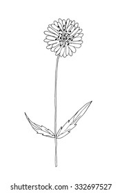 Vector sketch illustration of the flower