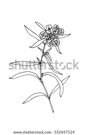 Vector sketch illustration of the flower