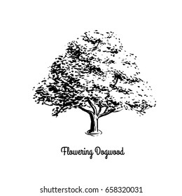 Vector sketch illustration of Flowering Dogwood. Black silhouette of tree isolated on white background. Official state tree of Missouri and Virginia. svg